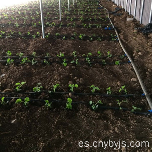 Riego por goteo de tomate que ahorra agua